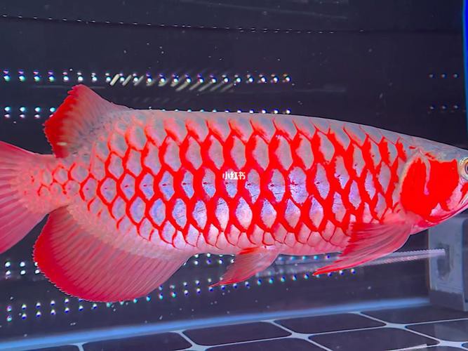 印度紅龍魚圖片高清大圖