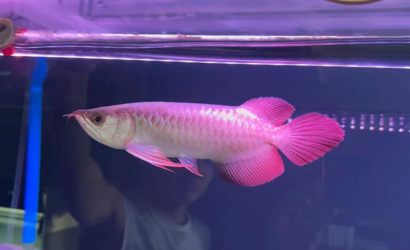 印度紅龍魚圖片高清大圖