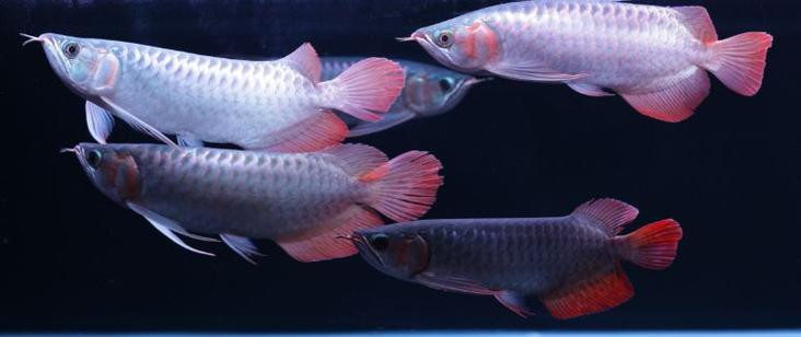 印度紅龍魚圖片高清大圖