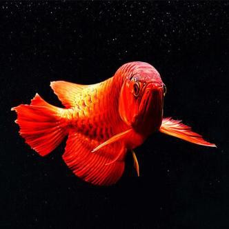 印度紅龍魚圖片高清大圖