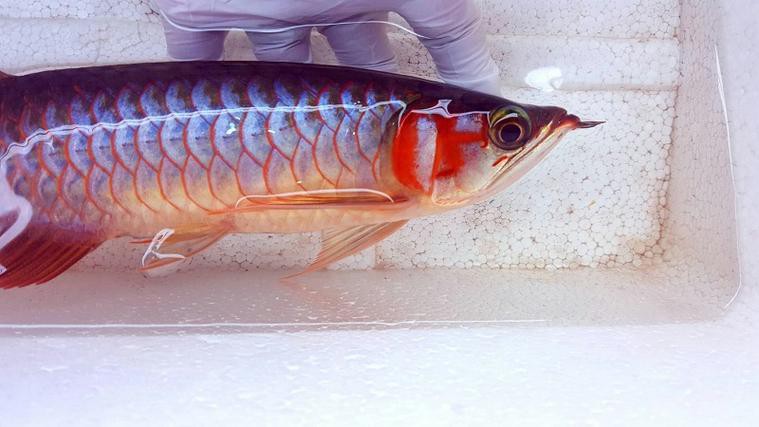 印度紅龍魚圖片高清大圖