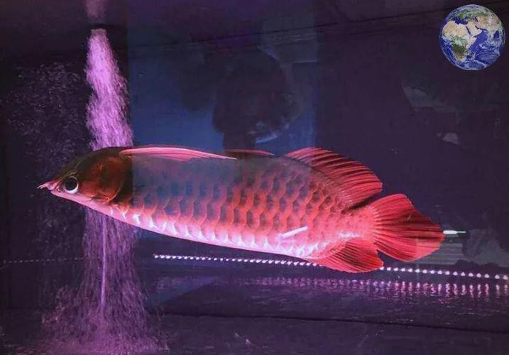 印度紅龍魚圖片高清大圖