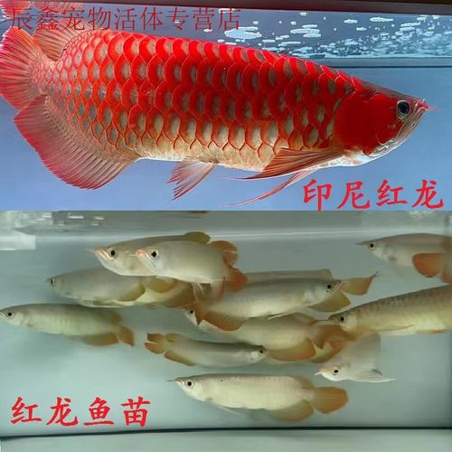 印度紅龍魚圖片高清大圖