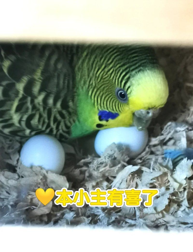 綠皮皇冠豹人工繁殖步驟詳解