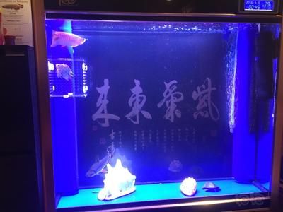 養(yǎng)金龍魚多久換水一次，換水頻率及注意事項及注意事項：養(yǎng)金龍魚多久換一次水最好