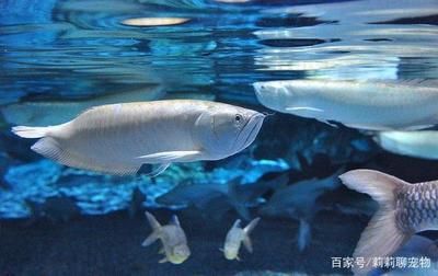 銀龍魚消化不良癥狀及處理：銀龍魚消化不良怎么辦