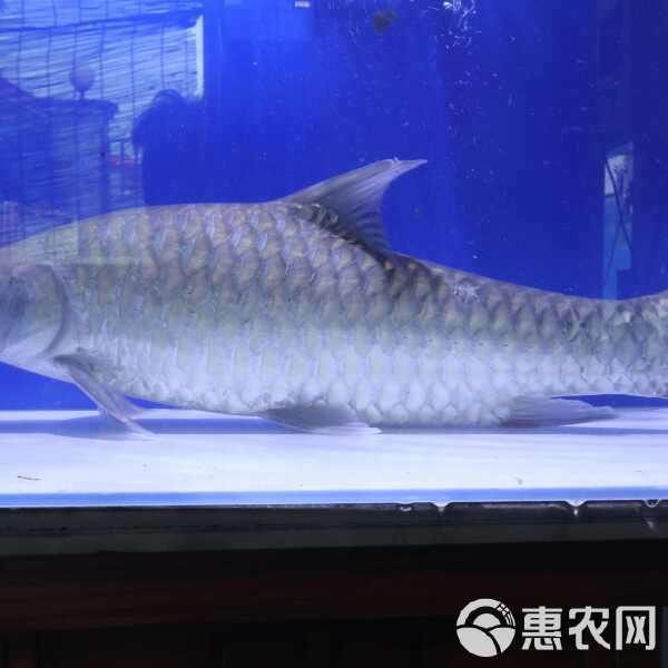 馬來(lái)忘不了魚價(jià)格一覽表