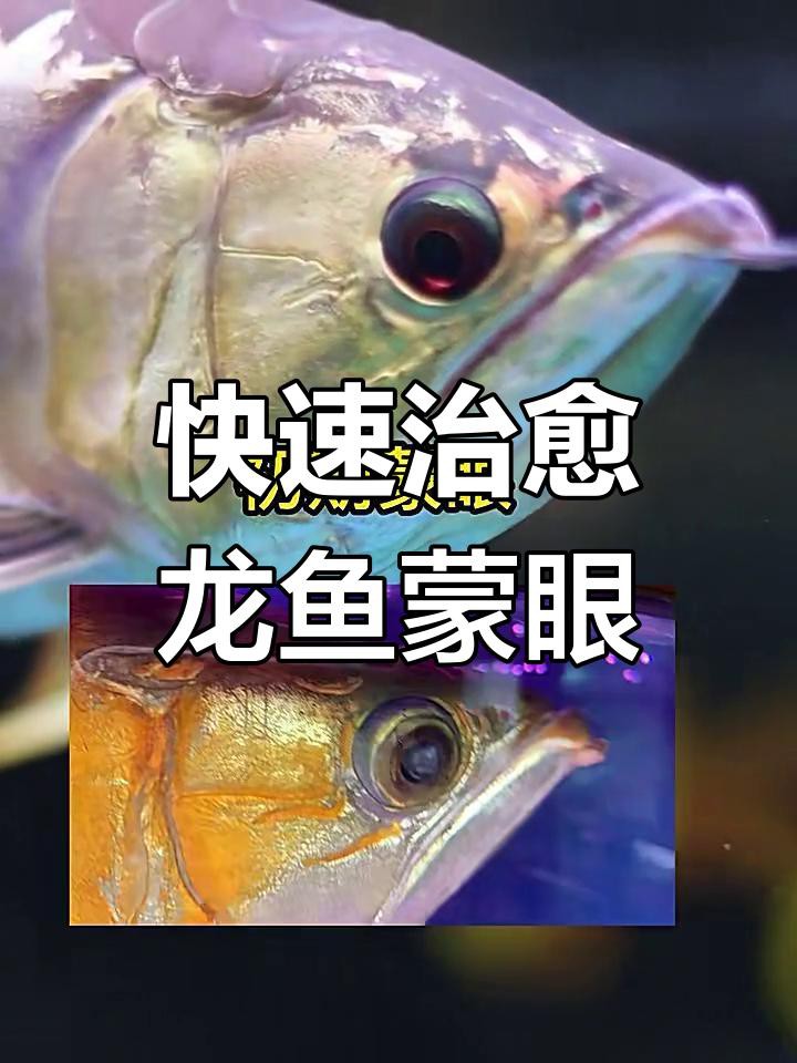 龍魚蒙眼病多久能治好？