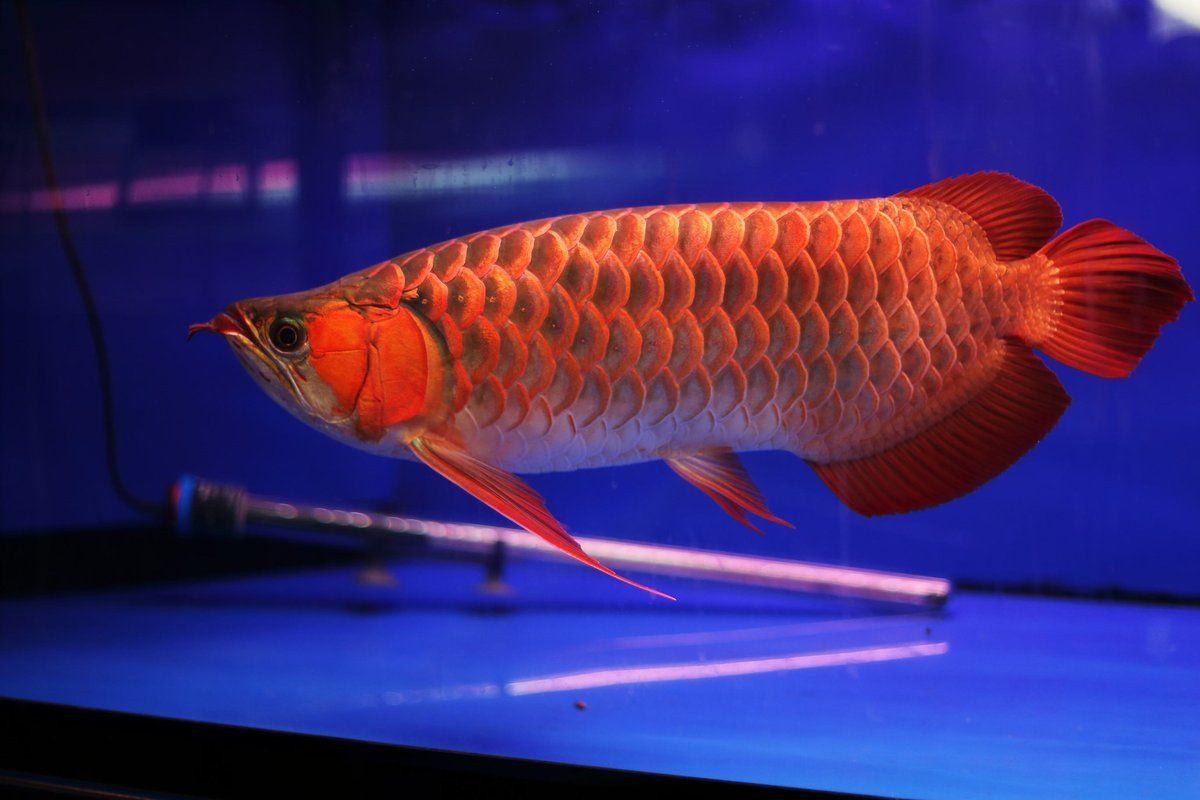 龍魚是什么寓意 龍魚是什么寓意 龍魚百科 第6張
