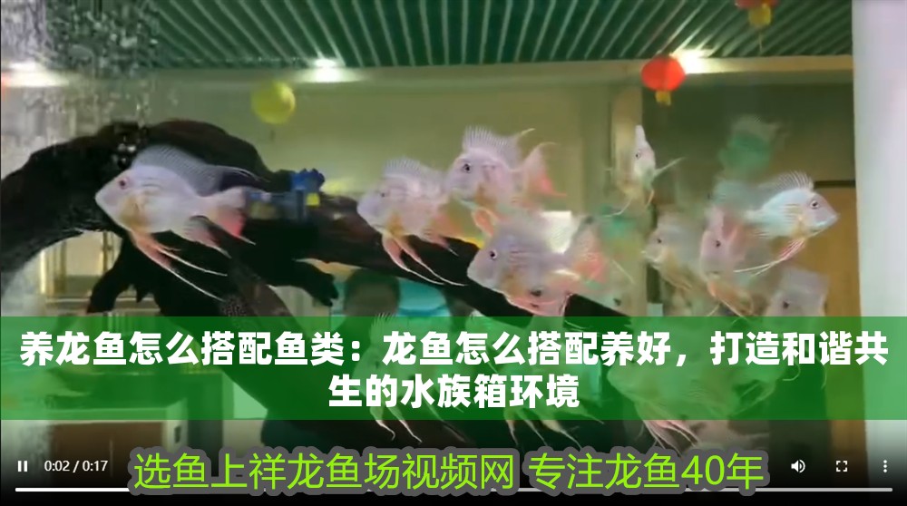 養龍魚怎么搭配魚類：龍魚怎么搭配養好，打造和諧共生的水族箱環境