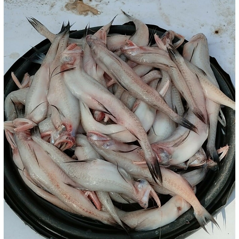 舟山龍魚是什么魚種類的
