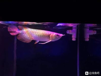 龍魚吧 百度貼吧（龍魚養殖常見問題解答）