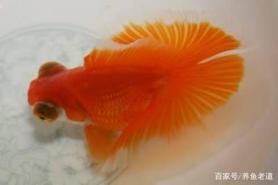 土霉素拌魚食喂龍魚可以嗎（使用土霉素拌魚食喂龍魚是可行的）