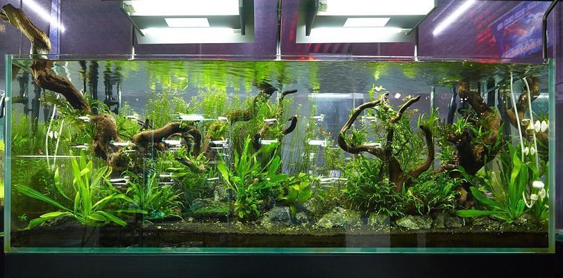 龍魚養兩條（養兩條龍魚是可行的，但需要考慮幾個關鍵因素，養兩條龍魚可行）