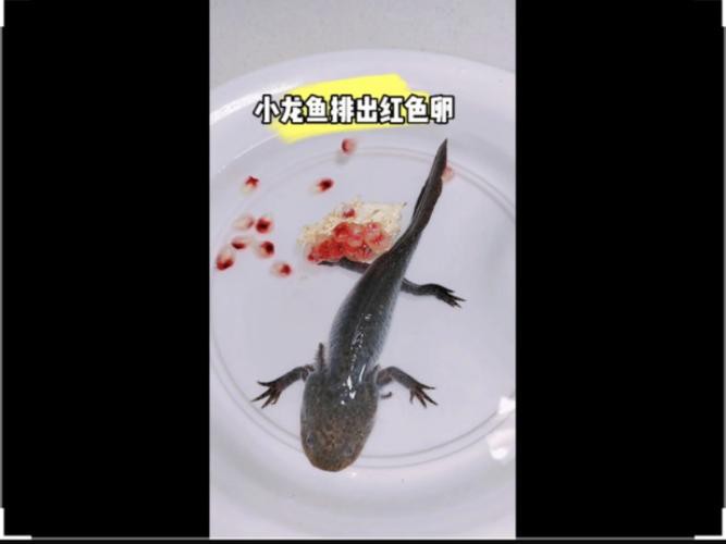 金龍魚的成長過程圖解大全