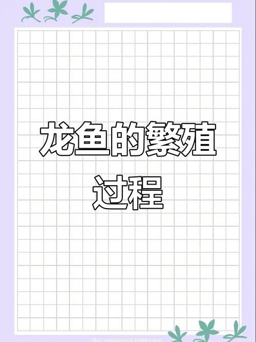 金龍魚的成長過程圖解大全