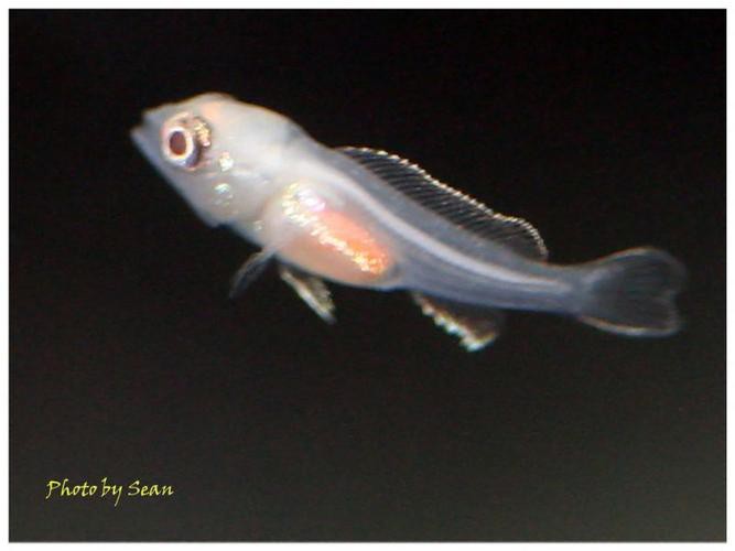 金龍魚的成長過程圖解大全