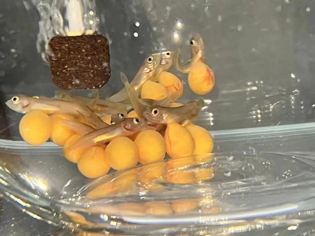 金龍魚的成長過程圖解大全