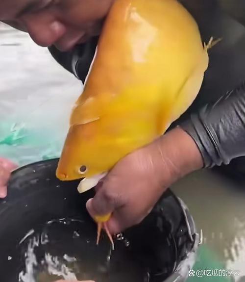 金龍魚的成長過程圖解大全