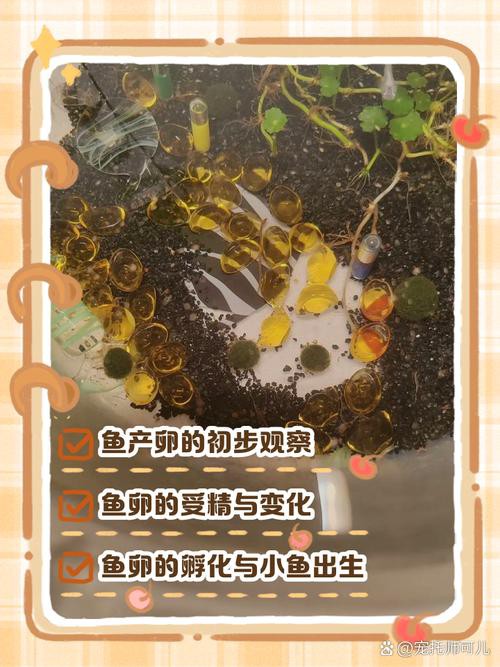 金龍魚的成長過程圖解大全