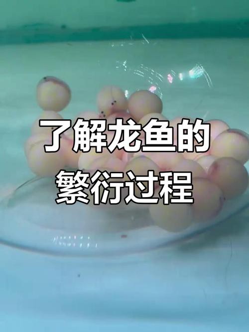 金龍魚的成長過程圖解大全