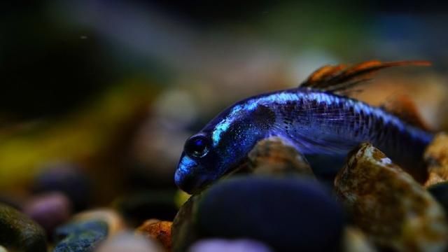 龍魚吃活食和飼料的好處是什么（龍魚活食與飼料營(yíng)養(yǎng)對(duì)比）