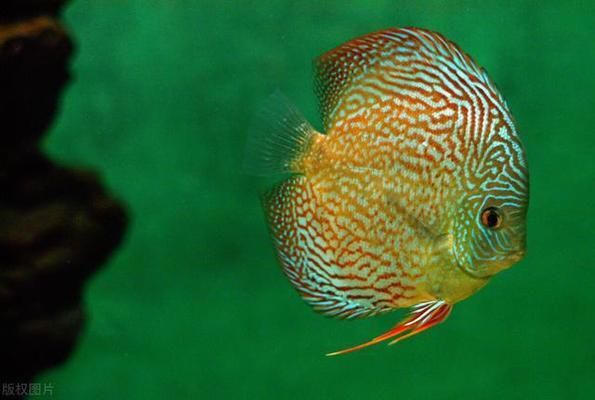 龍魚吃活食和飼料的好處是什么（龍魚活食與飼料營(yíng)養(yǎng)對(duì)比）