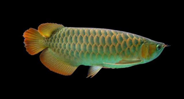 如何區分橘紅龍魚的品質？