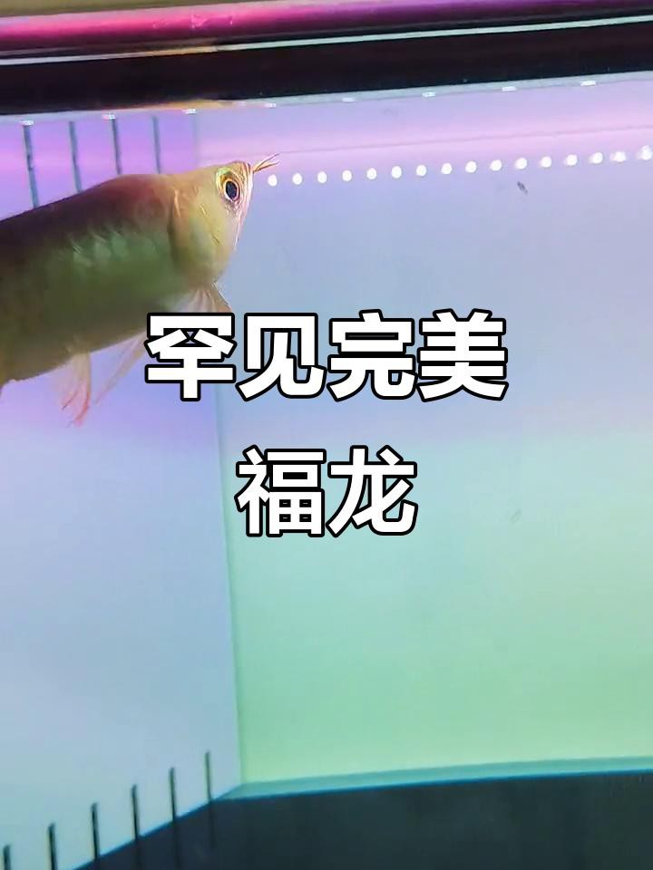 福龍魚視頻一般時長多久？