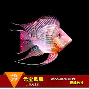 紅龍魚的最佳混養(yǎng)魚（紅龍魚和什么魚混養(yǎng)最好） 紅龍魚的最佳混養(yǎng)魚（紅龍魚和什么魚混養(yǎng)最好） 龍魚百科 第7張