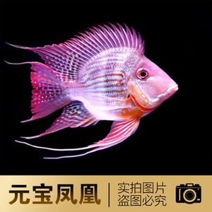 紅龍魚的最佳混養(yǎng)魚（紅龍魚和什么魚混養(yǎng)最好） 紅龍魚的最佳混養(yǎng)魚（紅龍魚和什么魚混養(yǎng)最好） 龍魚百科 第5張