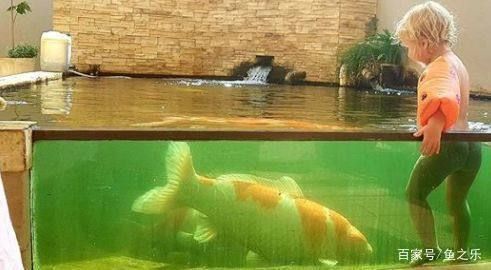 龍魚能吃錦鯉的魚糧嗎怎么喂的：龍魚可以吃錦鯉的魚糧嗎