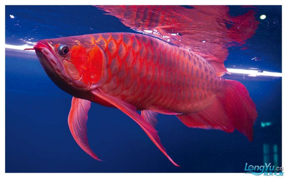 紅龍魚和魟魚混養的缺點：水質管理困難：魟魚能吃能拉，排泄物較多 紅龍魚和魟魚混養的缺點：水質管理困難：魟魚能吃能拉，排泄物較多 龍魚百科 第2張