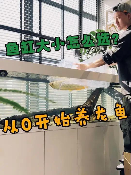 黑鱗龍魚需要多大的魚缸？