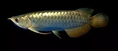 龍魚退色原因：如何改善龍魚飼養環境，龍魚適宜的光照強度是多少