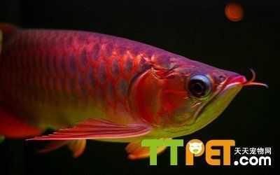 龍魚一喂食就趴缸：龍魚喂食后不久就趴缸的原因及解決方法