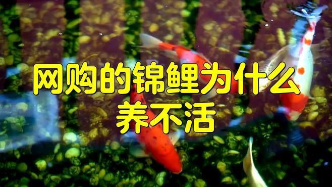 錦鯉入缸多久不死算成功