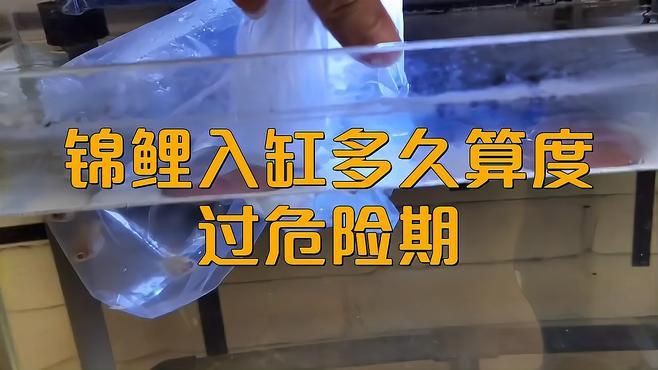 錦鯉入缸多久不死算成功