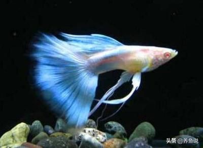 常見觀賞魚有哪些品種：常見的觀賞魚品種及其特點，觀賞魚品種及其特點