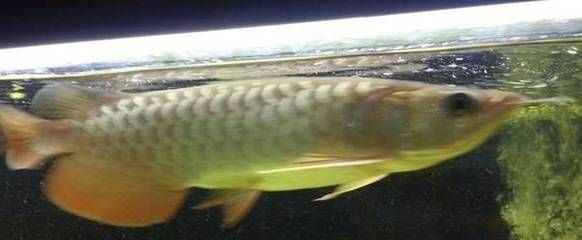 龍魚突然翻肚是死了嗎？（龍魚突然翻肚并不一定意味著它已經死亡，可能是由多種原因引起的）