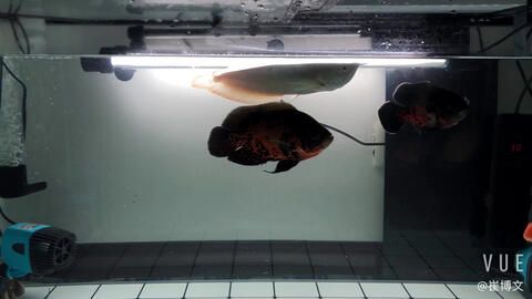 地圖魚和銀龍魚哪個好養些（地圖魚和銀龍魚各有其特點關于哪個更好養取決于養殖者的經驗） 地圖魚和銀龍魚哪個好養些（地圖魚和銀龍魚各有其特點關于哪個更好養取決于養殖者的經驗） 龍魚百科 第2張