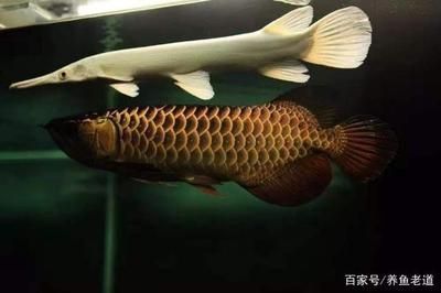 龍魚總咬別的魚怎么解決：如何解決龍魚攻擊其他魚類的問題
