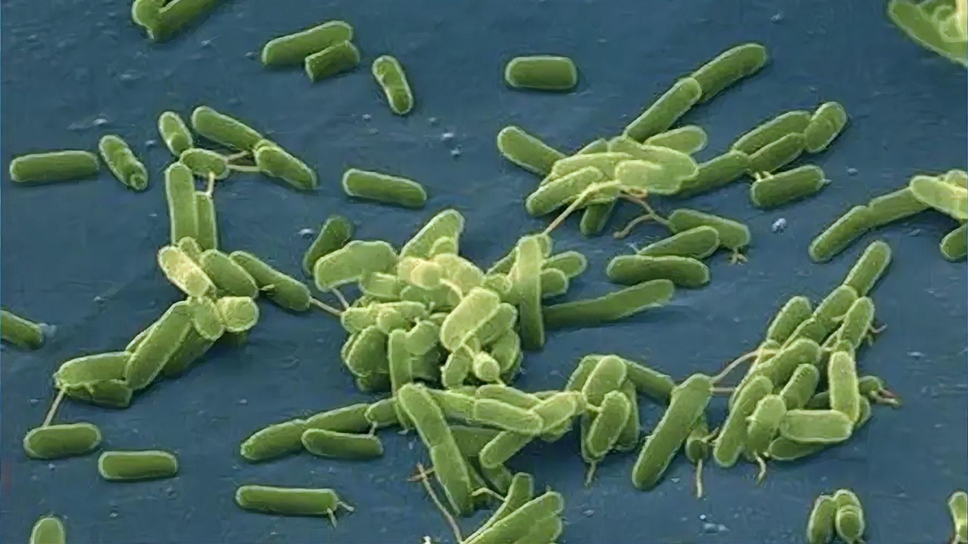 如何預防魚被咬傷？ 如何預防魚被咬傷？ 龍魚百科 第4張