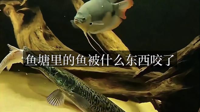 如何預防魚被咬傷？ 如何預防魚被咬傷？ 龍魚百科 第2張