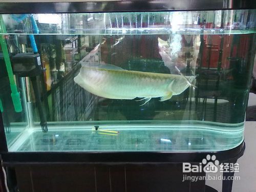 第一次養(yǎng)銀龍魚苗怎么養(yǎng)，第一次養(yǎng)銀龍魚苗需要注意的問題