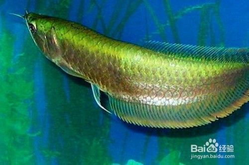 第一次養銀龍魚苗怎么養，第一次養銀龍魚苗需要注意的問題