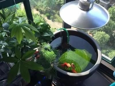 綠水對龍魚影響有多大：綠水對龍魚影響有多大，