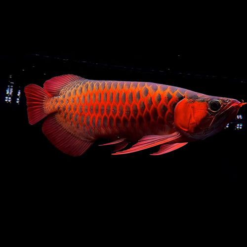 播放紅龍魚的圖片大全大圖