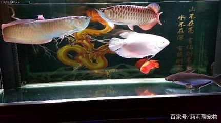 養龍魚的風水講究不是所有人都適合養龍魚且養龍魚：養龍魚有講究嗎