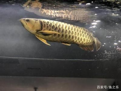 龍魚水面吸氣水里排氣：龍魚水面吸氣水里排氣怎么辦